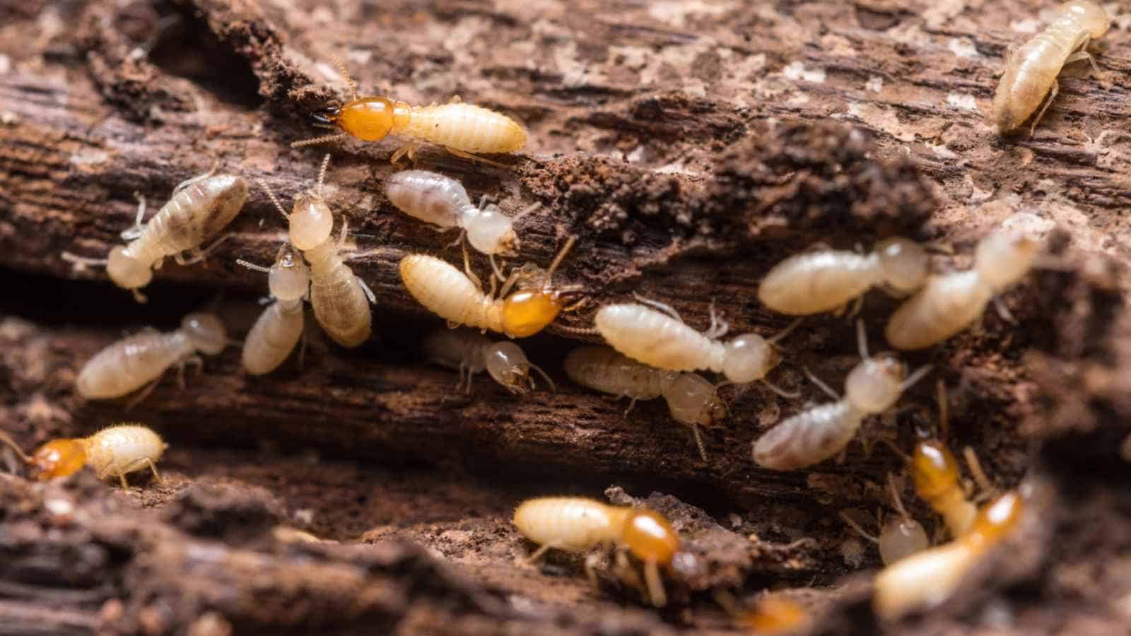 Dampwood termites on decaying log