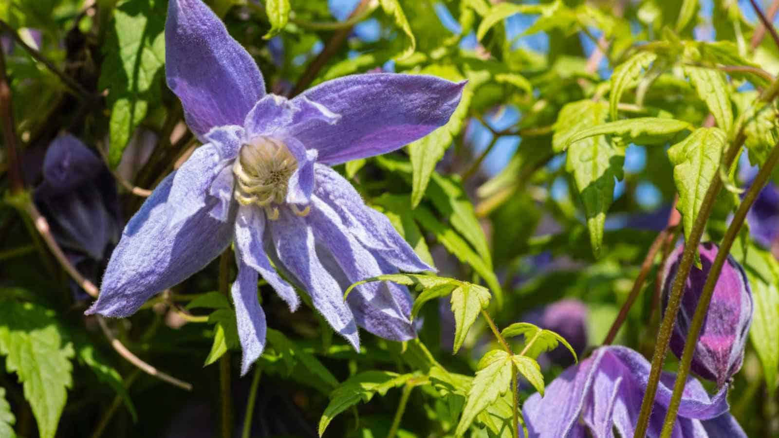 Downy Clematis (Clematis macropetala)