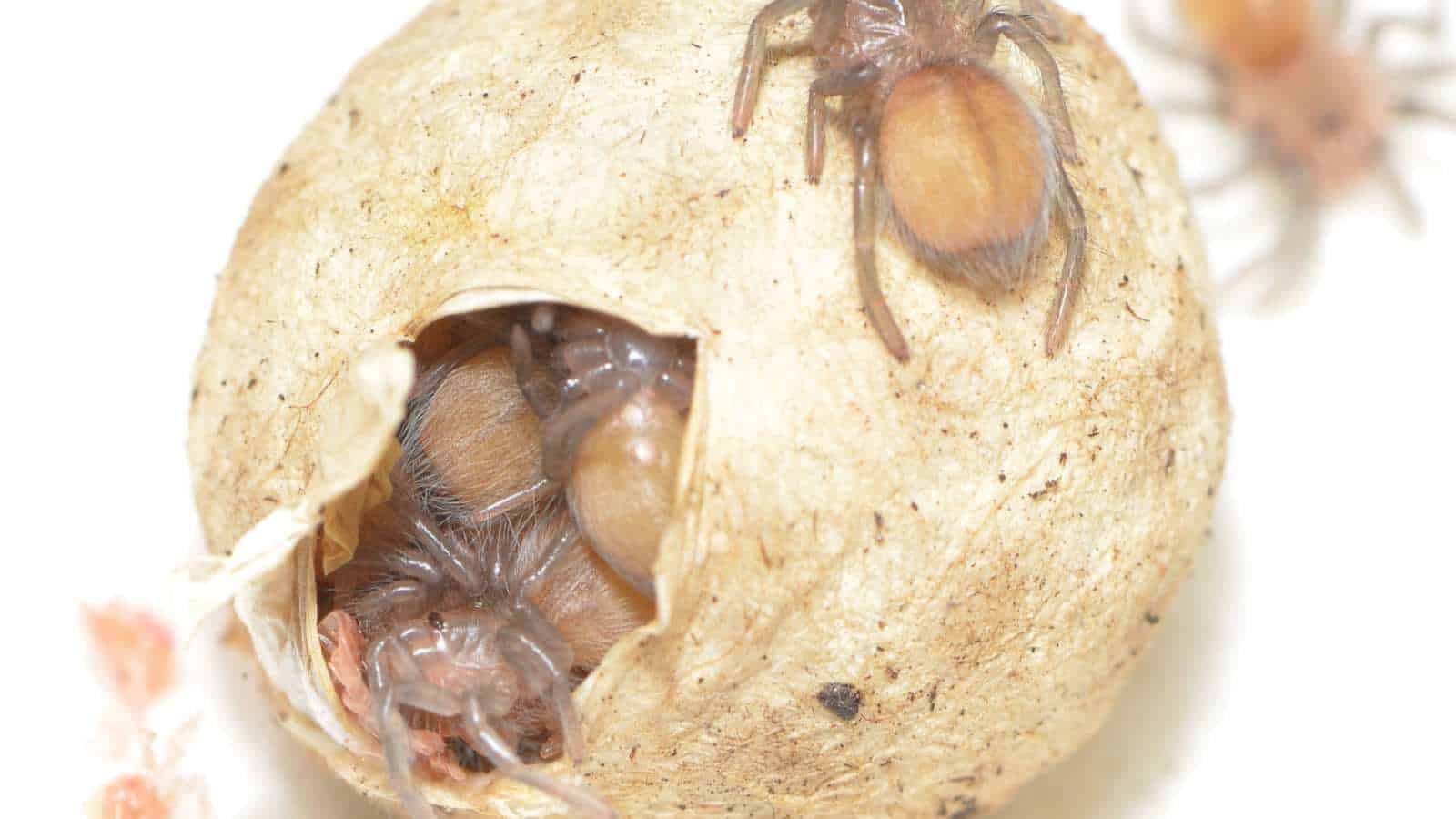 Egg sac with spiderlings crawling out