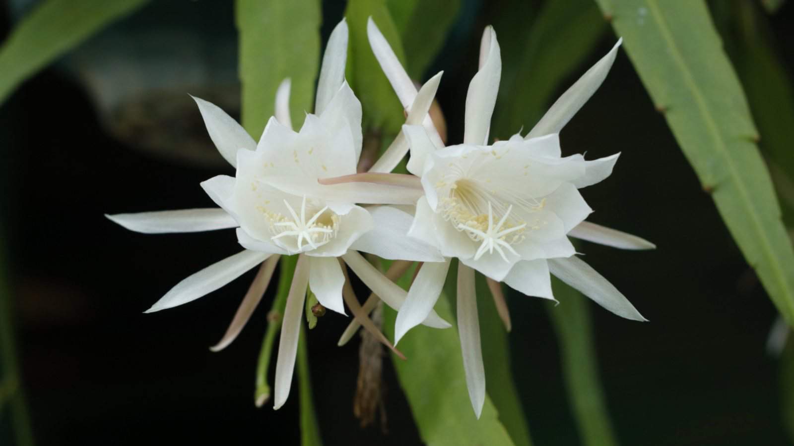 Closeup shot of the white flowers of a Epiphytic Cactus (Epiphyllum)