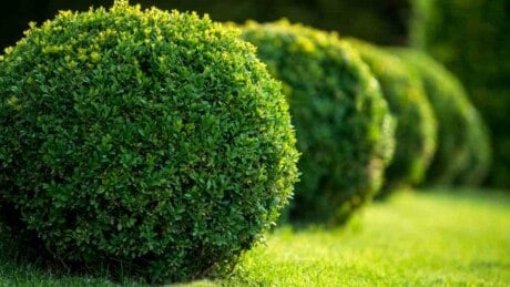 Evergreen shrubs in the garden