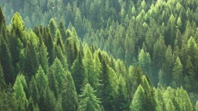 Evergreen trees in a forest