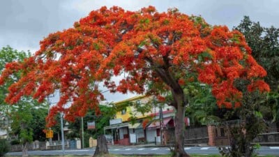 Blooming royal poinciana tree