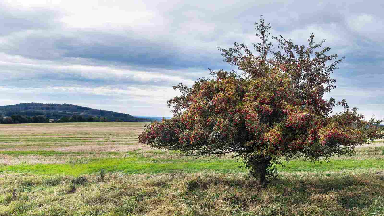 Hawthorn tree in a field with red berries