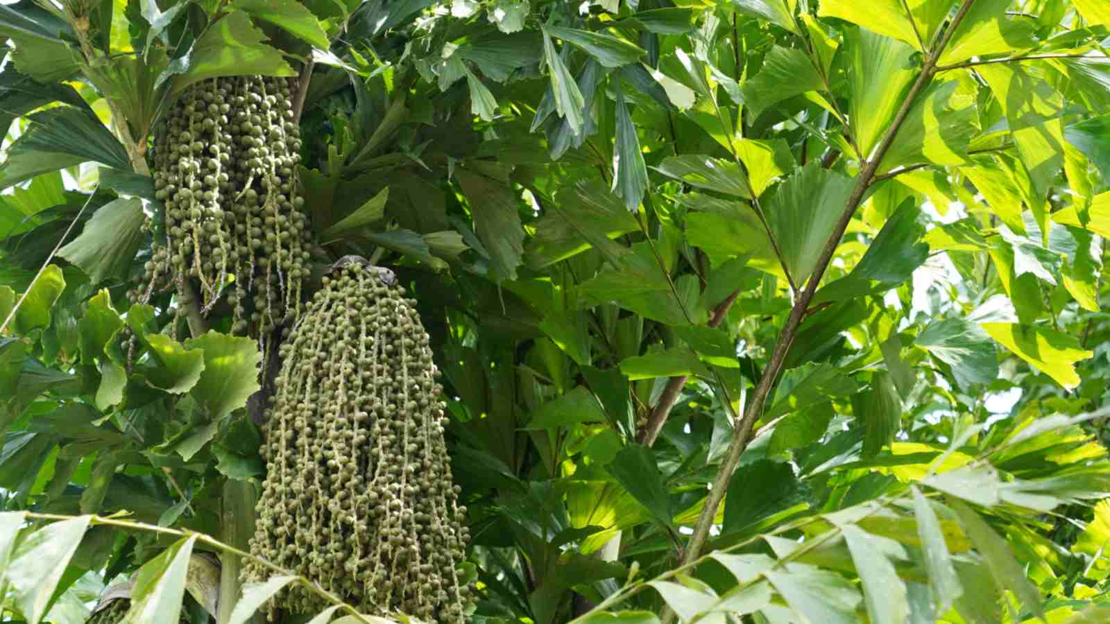 Closeup on the branches of Fishtail Palm (Caryota)