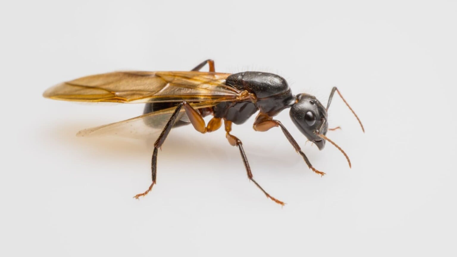 Termites With Wings: What Are They + How to Get Rid of Them