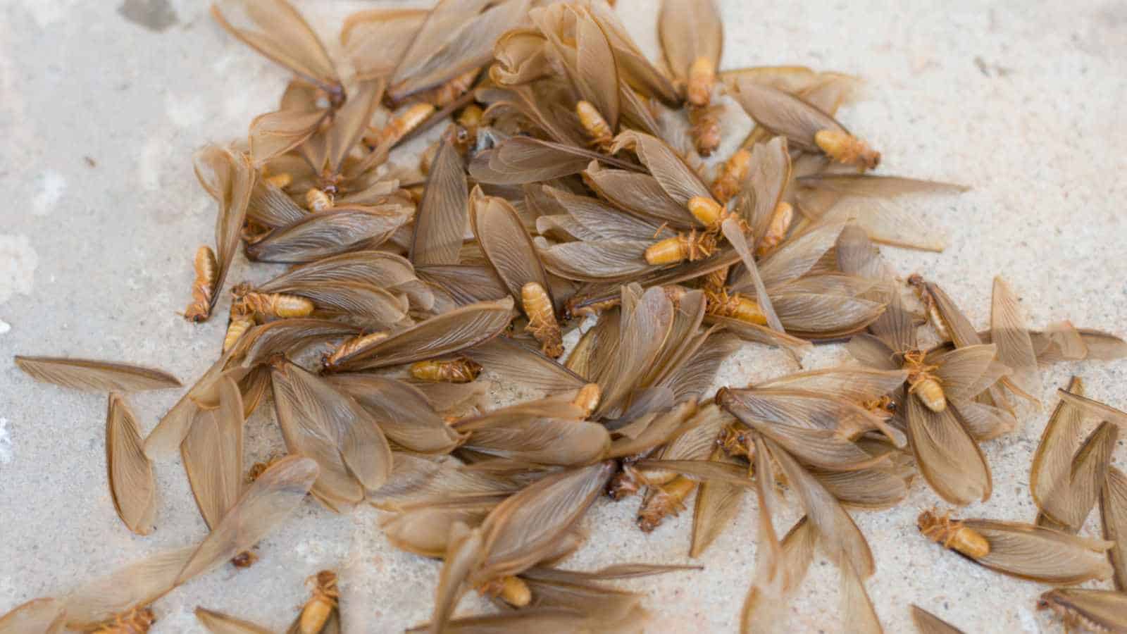 Wings of termite alates