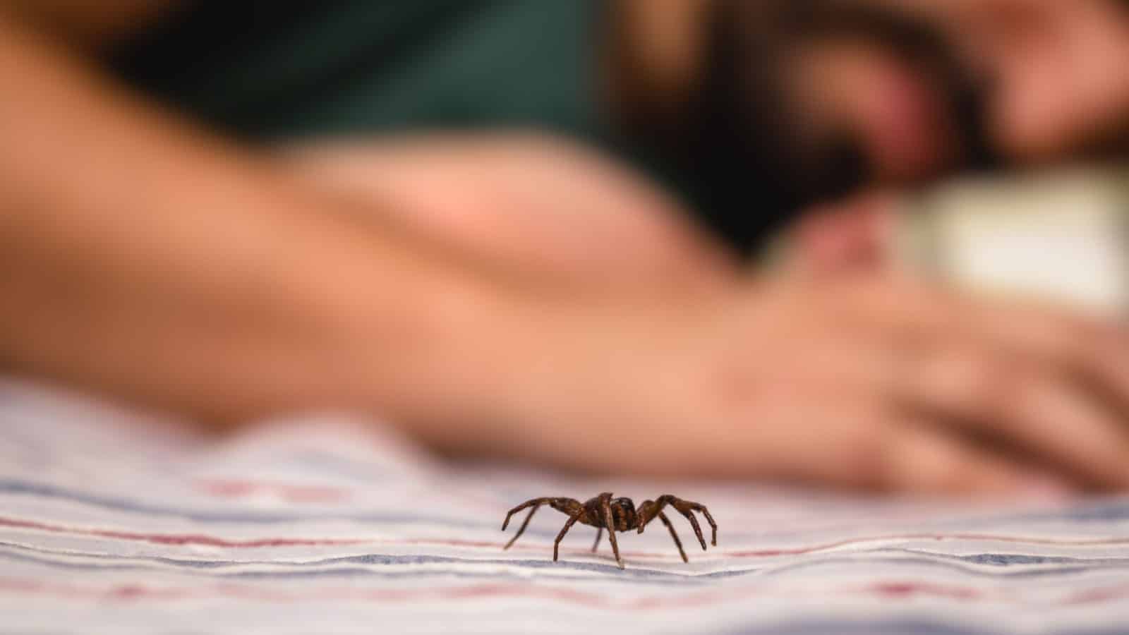 Spider crawling near a sleeping man
