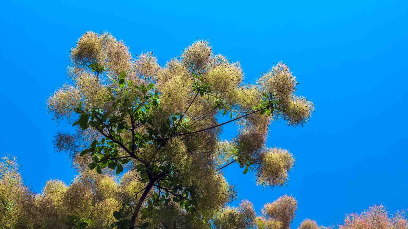 Smoke tree with green leaves