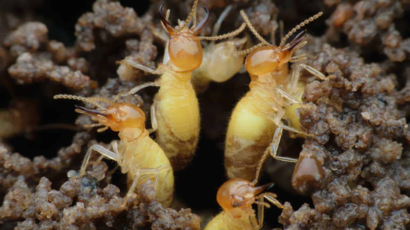 Macro of Formosan termites