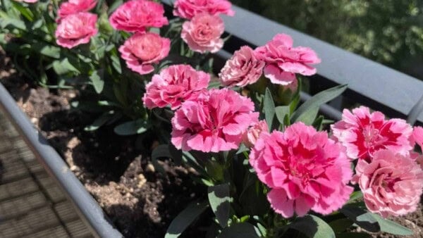 How to Grow and Care for Carnation (Complete Guide)