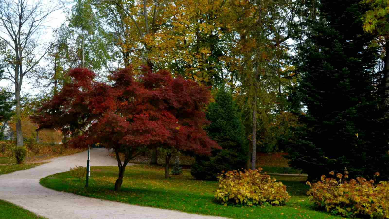 Bloodgood Japanese maple in a garden