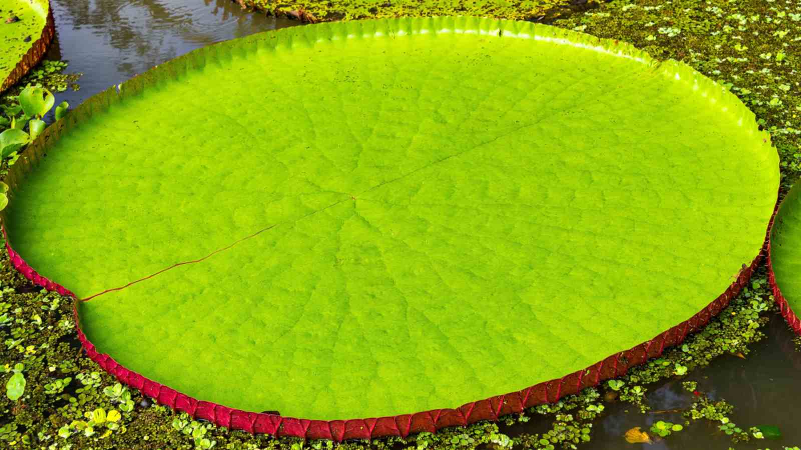 Giant Water Lily (Victoria amazonica) floating