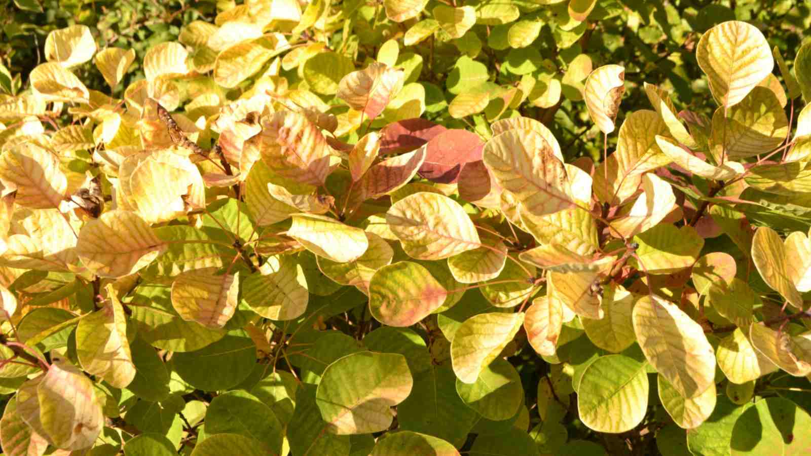Golden-yellow leaves of the Golden Spirit Smoke tree under the sun