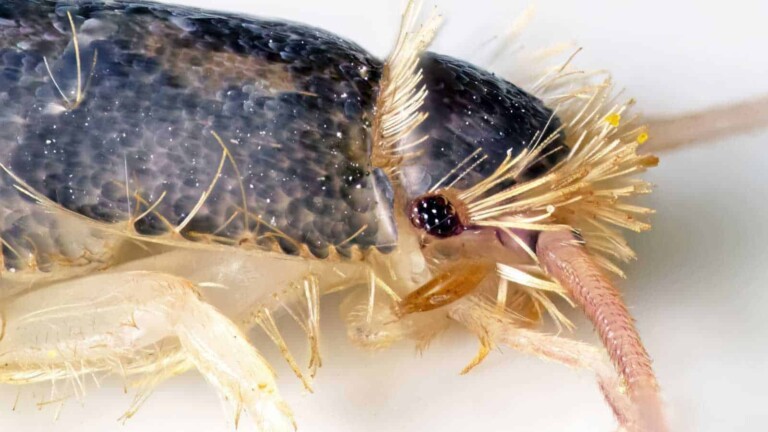 Silverlice Bug Silverfish Bug: What Are They and How To Get Rid of Them? | Planet Natural
