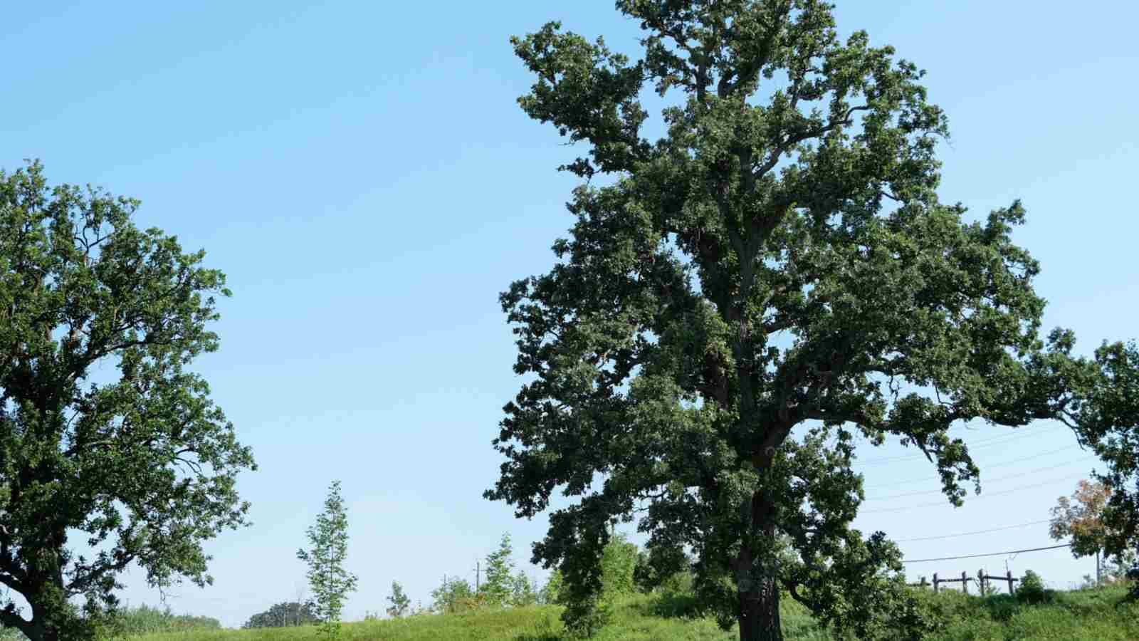 White oak tree with green foliage under the blue sky