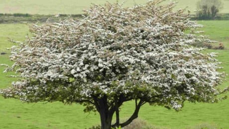 Blooming hawthorn tree in a field