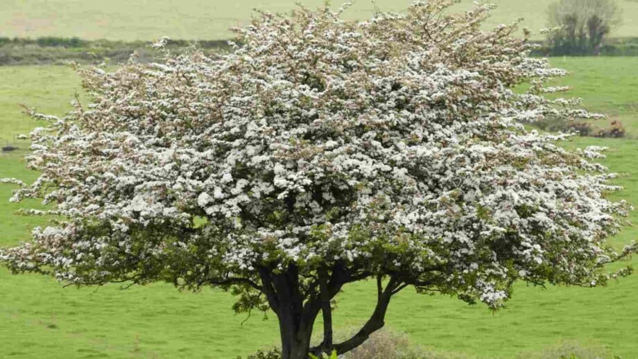 Blooming hawthorn tree in a field