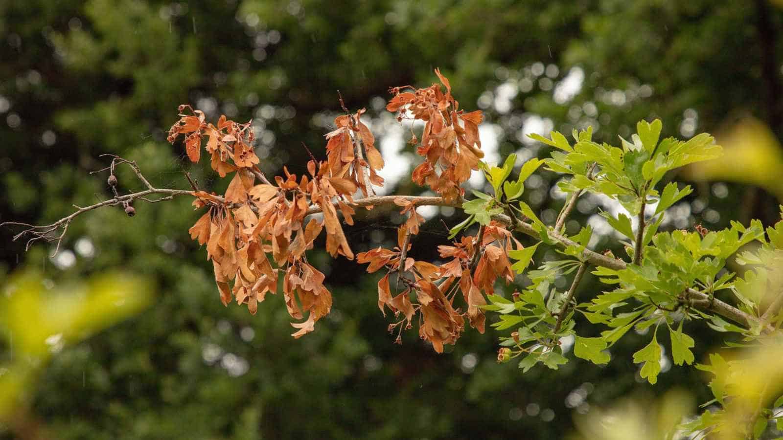 Fire blight on a branch of a hawthorn tree