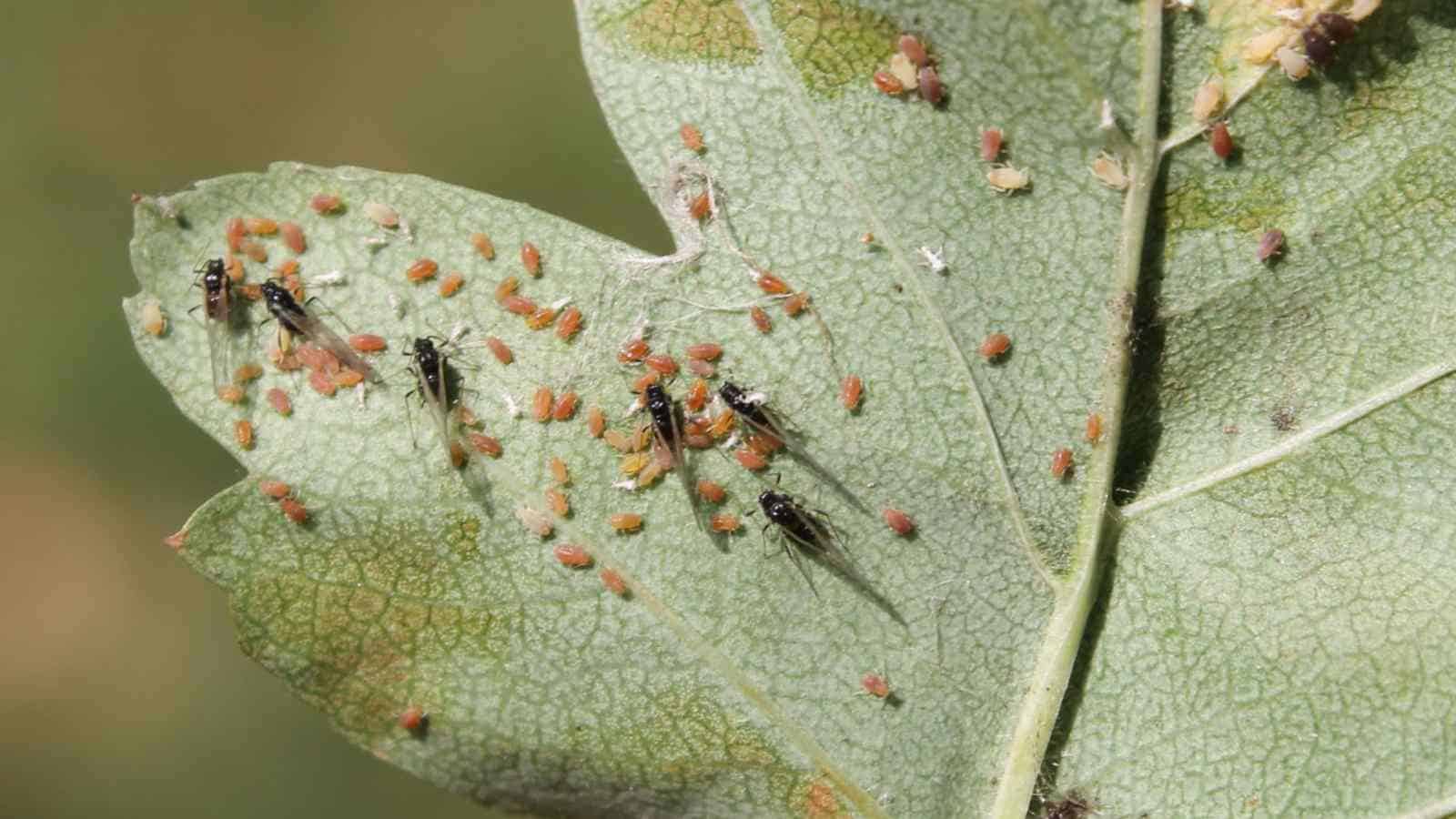Aphids on a hawthorn leaf