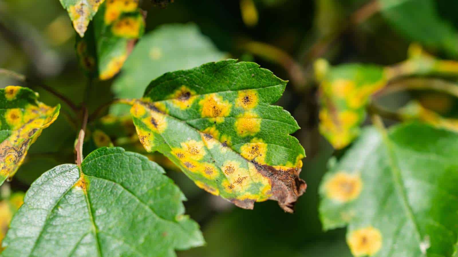 Cedar Hawthorn rust on the leaves of a hawthorn tree