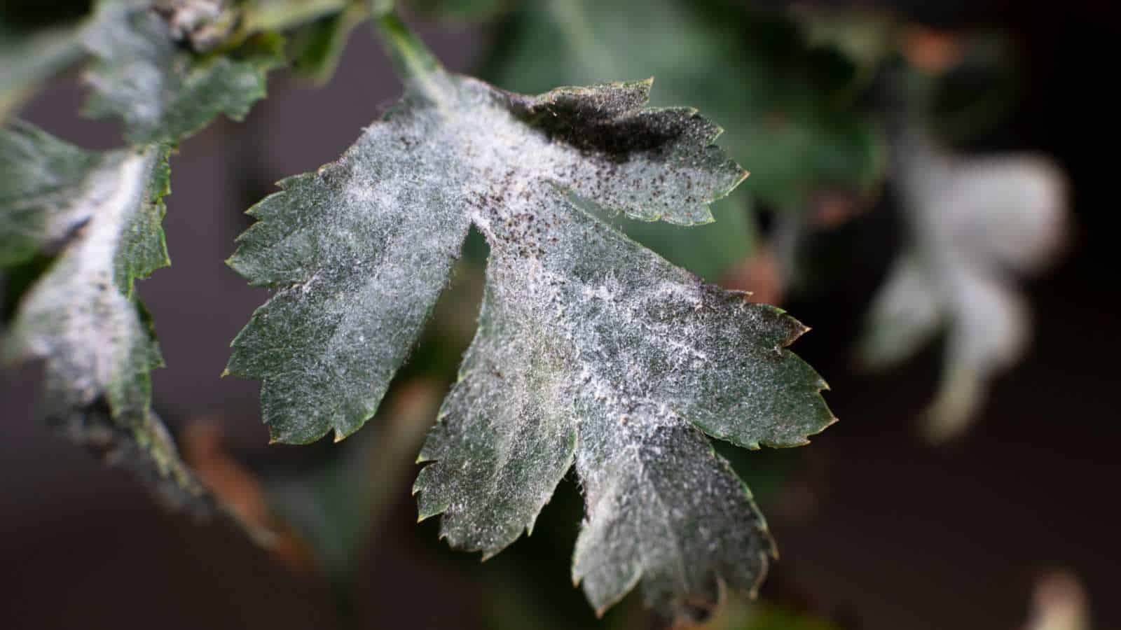 Powdery mildew on the leaves of a hawthorn tree
