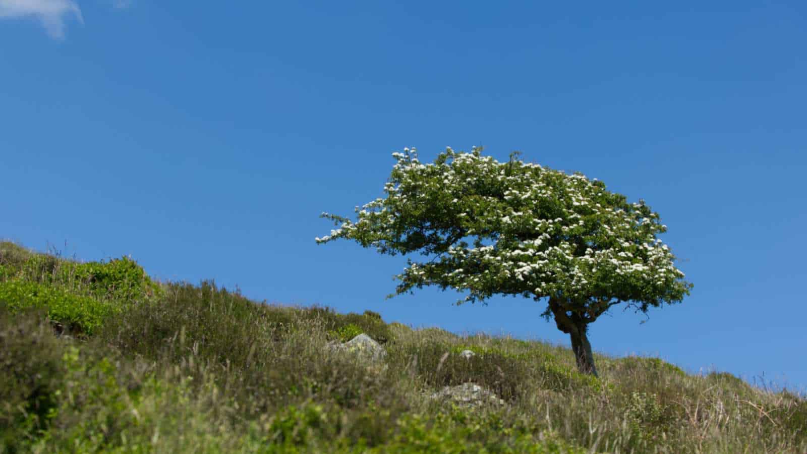 Hawthorn tree with white flowers in the hillside