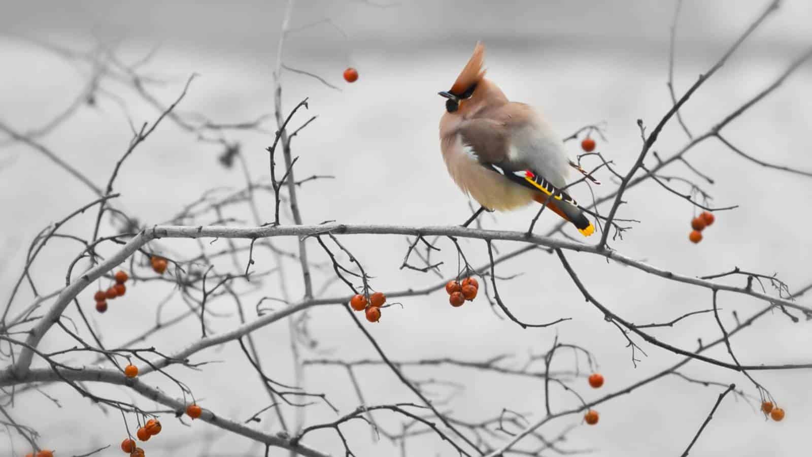 Bird perching on a hawthorn tree with red berries during winter