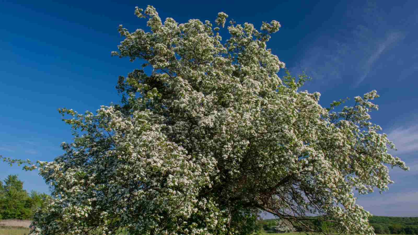 Flowering hawthorn tree under the blue sky