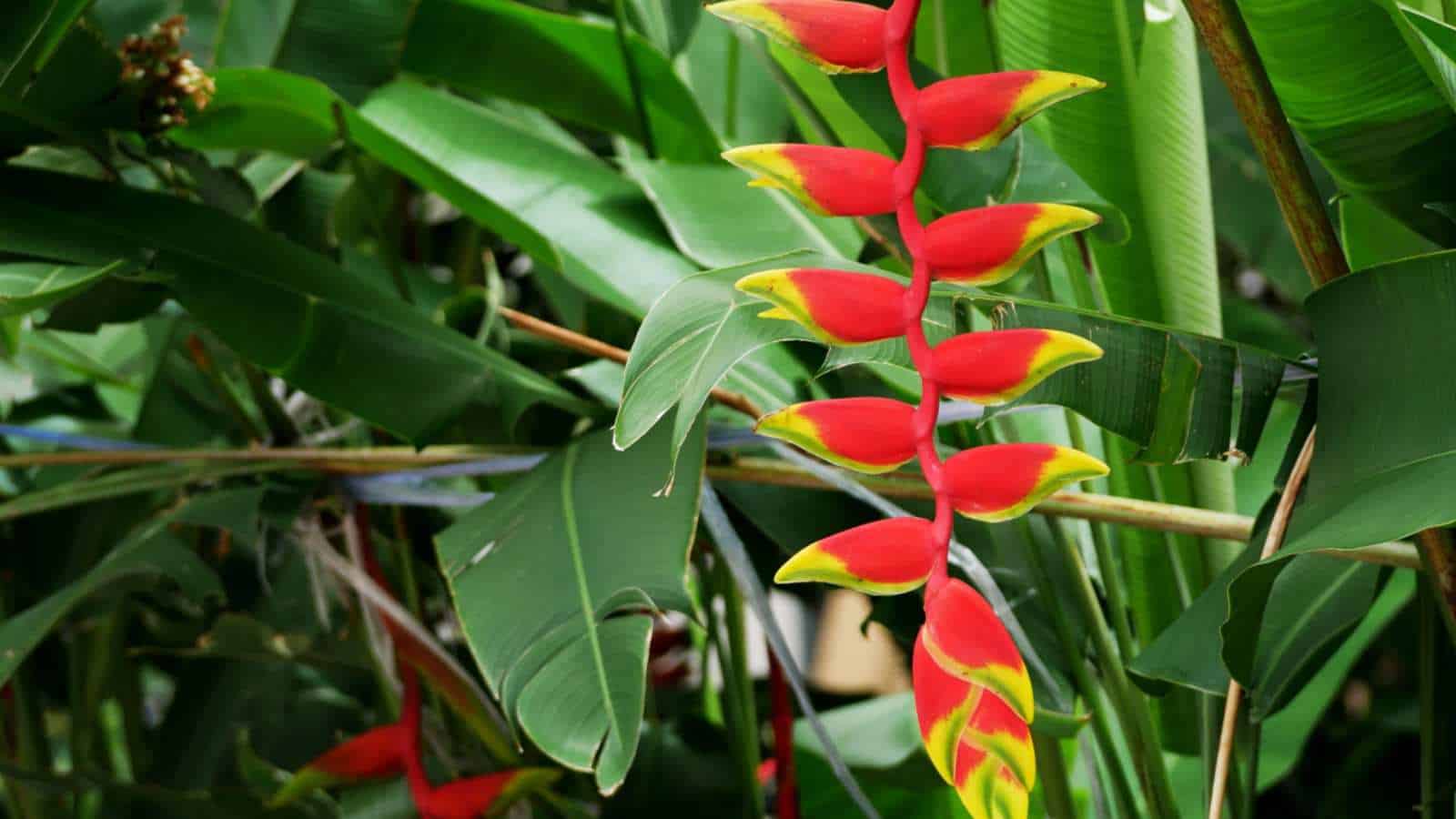 Heliconia (Heliconiaceae) with red flowers that has yellow tips