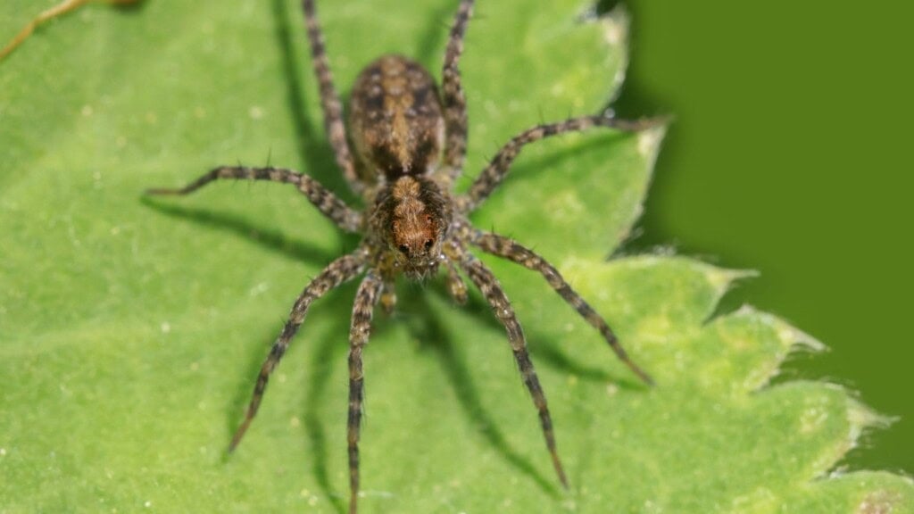 Focus shot of a Hobo spider on a green leaf