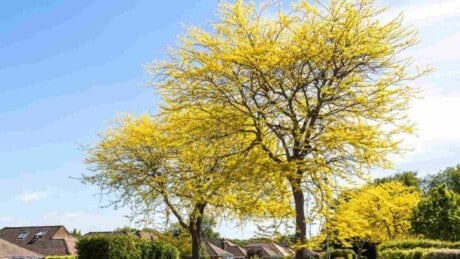 Honey locust trees in a neighborhood