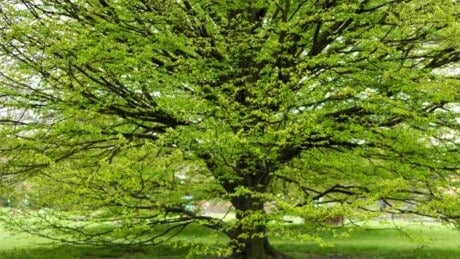 Hornbeam tree with green leaves