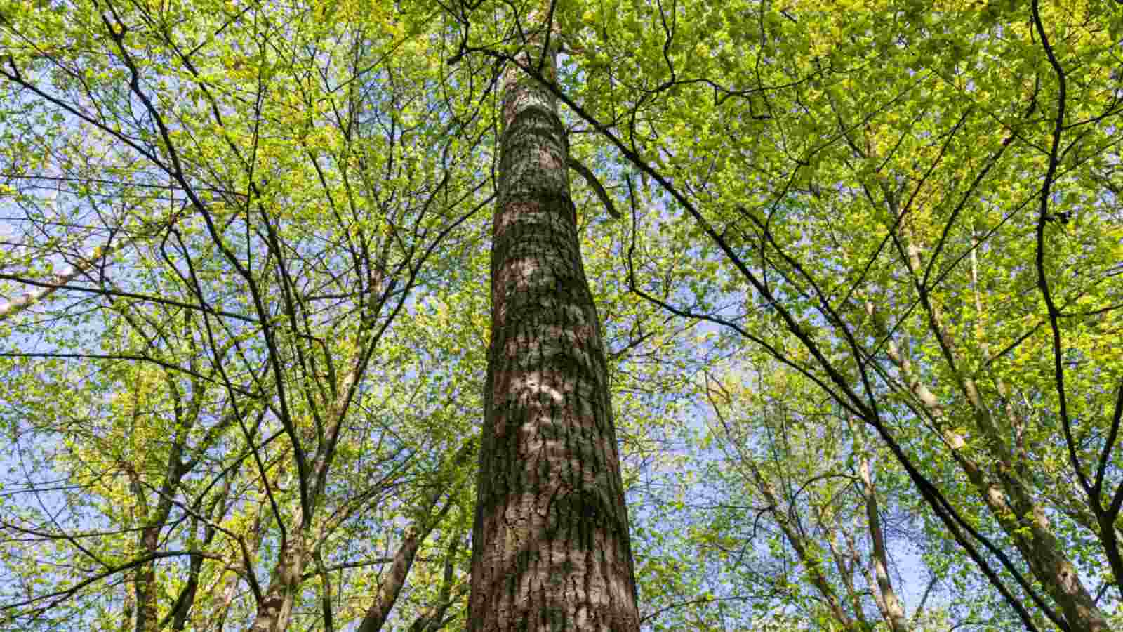 Up angle view of Hornbeam tree with lush green foliage under full sun light