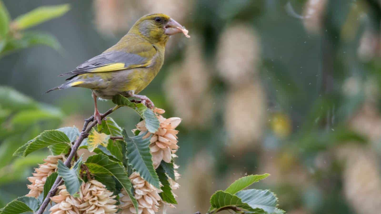 Bird perching on a hornbeam tree eating catkins