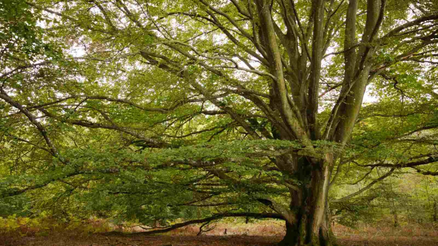 Beech Tree Description Types And Care Tips Beech Tree Description Types And Care Tips