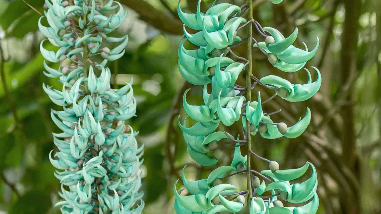 Green Jade Vine (Strongylodon macrobotrys)