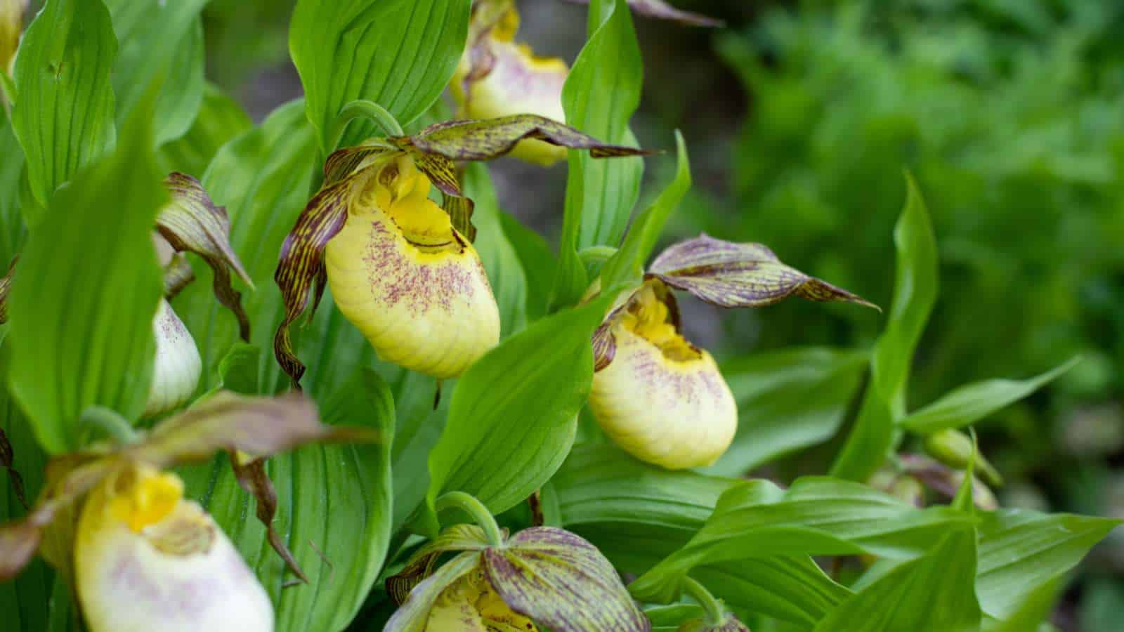 Lady Slipper Orchid (Cypripedioideae) yellow flowers and green leaves