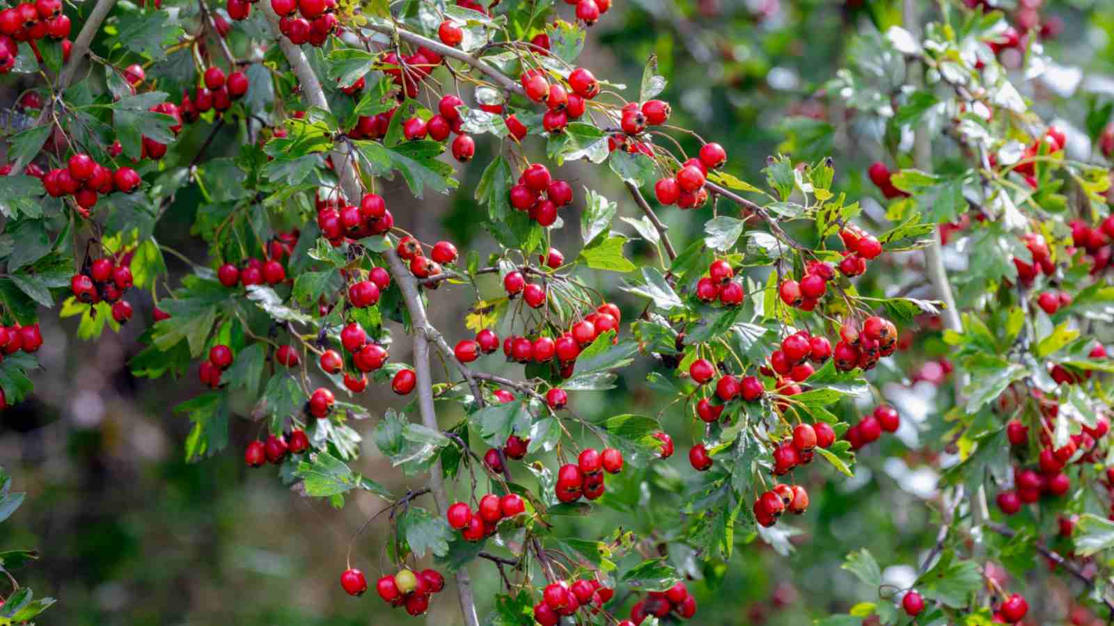 Red berries and green leaves of Large-sepalled Hawthorn (Crataegus rhipidophylla)