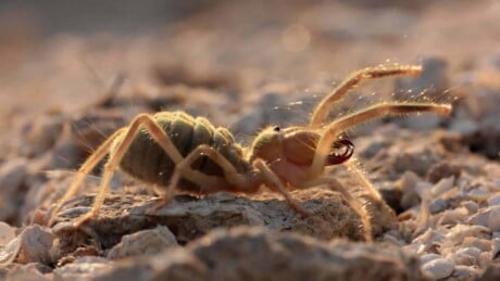 Everything You Need to Know About Camel Spiders (Solifugids)