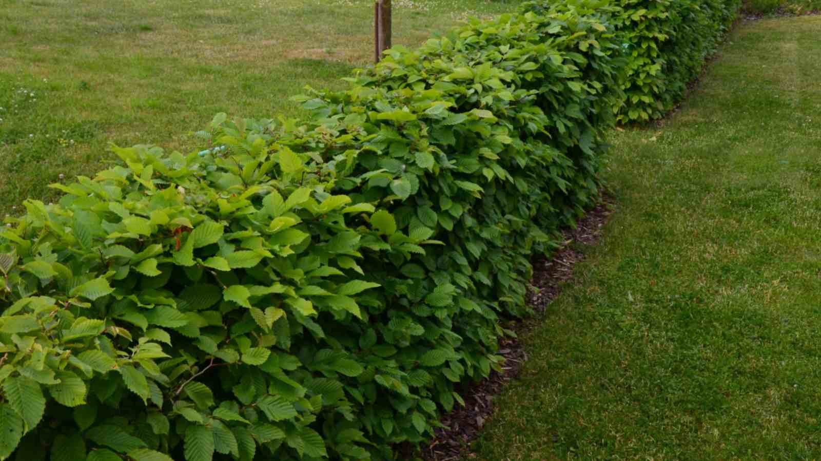 Hornbeam in the lawn