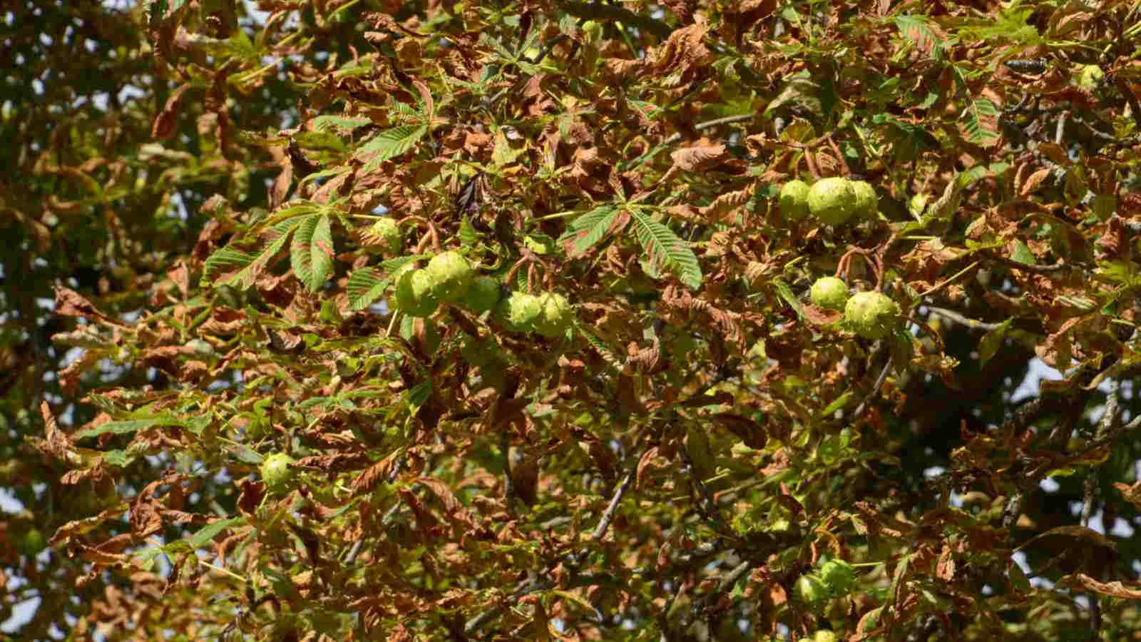 Live Dwarf Red Buckeye Tree - 9-11" Tall In Container - Includes Free Orange Tree!
