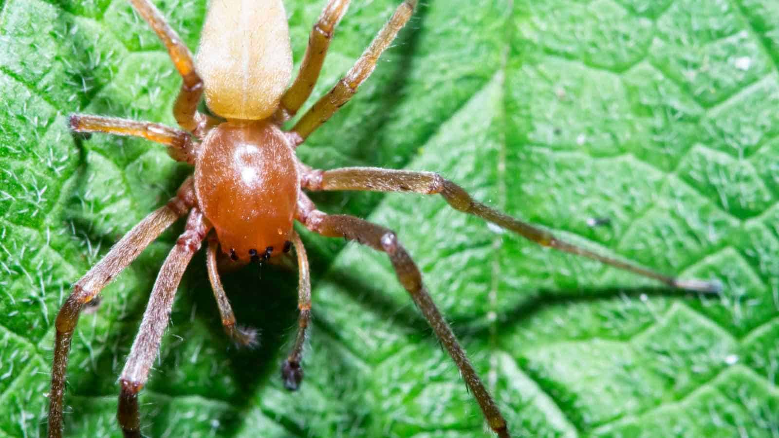 Agrarian Sac spider on green leaf