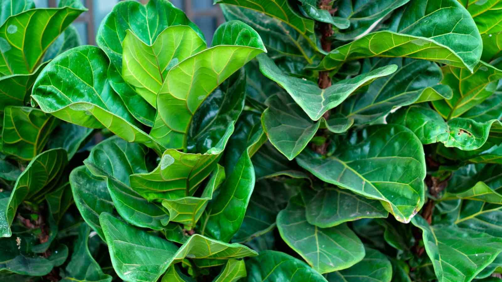 Fiddle Leaf Fig (Ficus lyrata) green leaves