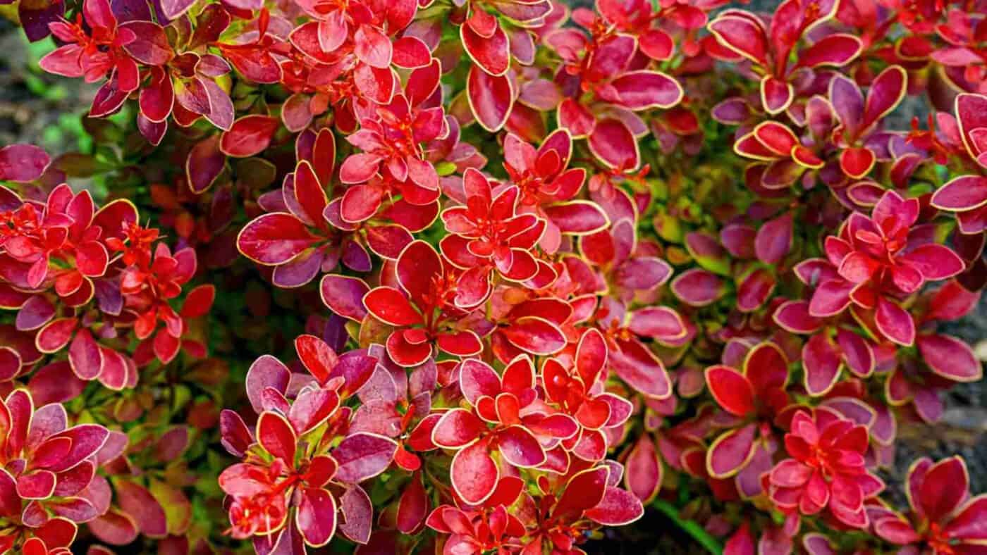 How to Grow and Care For Barberry Bush (Complete Guide)