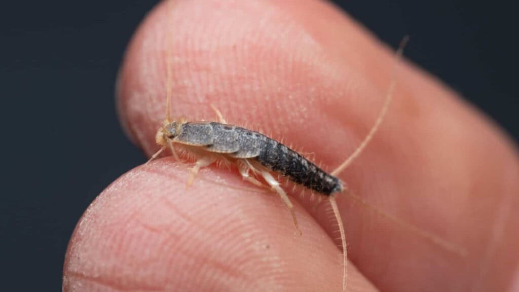Hand holding a silverfish bug