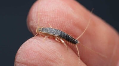 Hand holding a silverfish bug