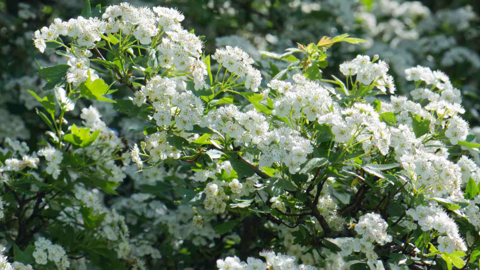 Branch of Midland Hawthorn (Crataegus laevigata) with white blooms