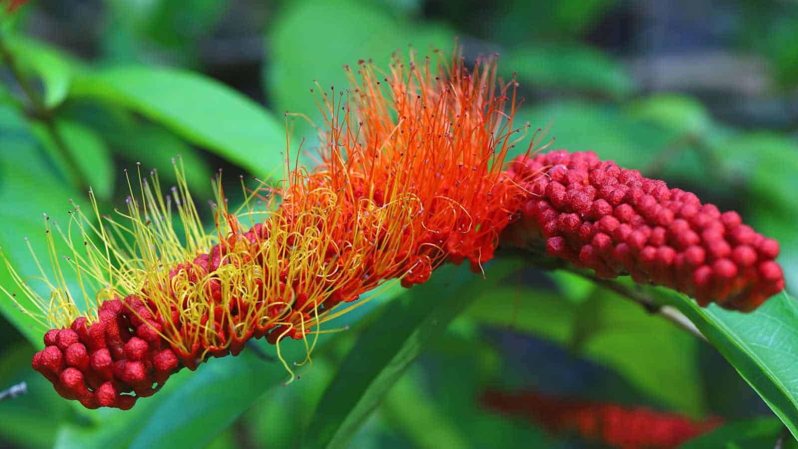 Monkey Brush Vine (Combretum rotundifolium) red orange flower