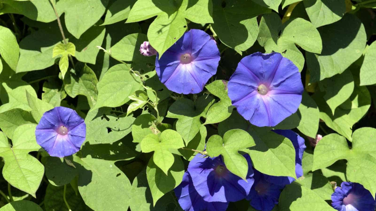 Morning Glory (Ipomoea sp)